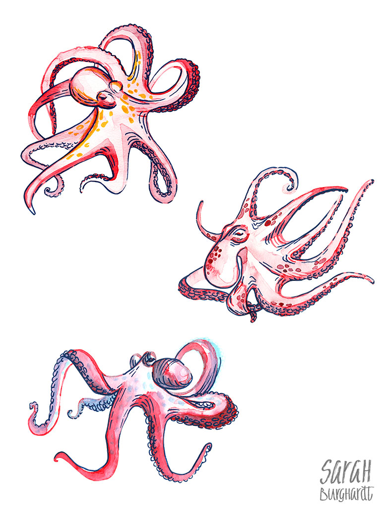 Oktopus illustration Aquarelle by Sarah Burghardt